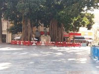 Acordonados de forma preventiva los ficus de la plaza de san Francisco de Cartagena