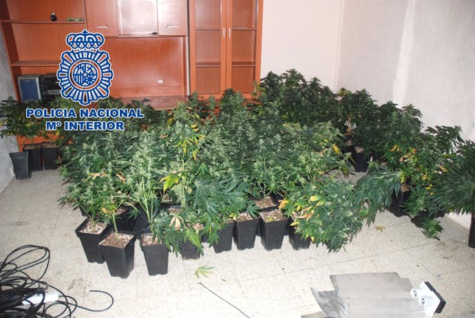 La Policía Nacional Desmantela Una Plantación De Marihuana En Una Vivienda Aband