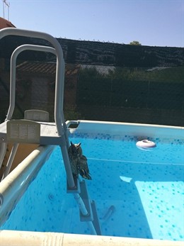 Búho en la piscina de un particular en Villarejo de Salvanés