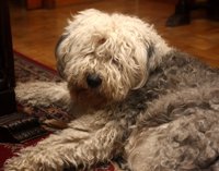 Crece el número de animales de compañía en los hogares de Baleares