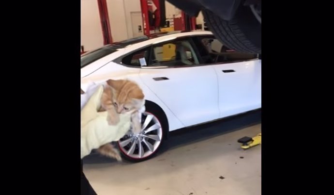 Gato atrapado y rescatado del parachoques trasero de un Tesla