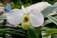 Detenido en Estepona por robar dos plantas expuestas en el orquideario valoradas en 500 euros cada una