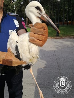 Agentes de la Unidad de Medio Ambiente recuperan una cigüeña