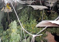 La Guardia Civil desmantela en Pliego una plantación 'indoor' de marihuana