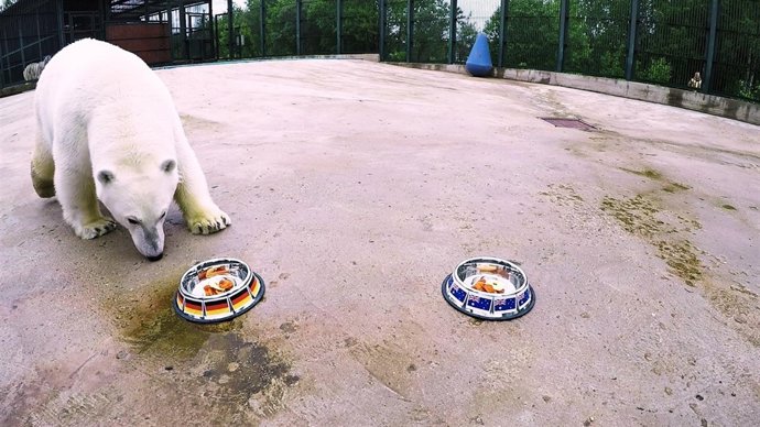 Osa Nika prediciendo el resultado de un partido de la Confederaciones