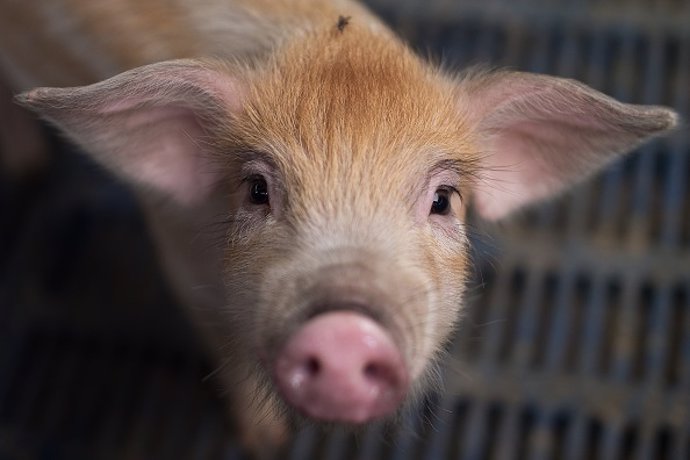 Cerdo mata a su dueño en México