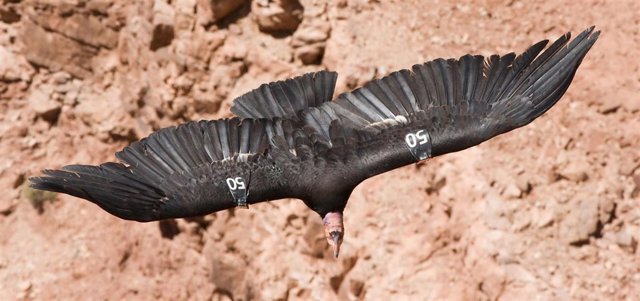 Condor de California, una de las especies más amenazadas en EEUU