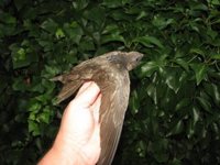 Varias especies de aves africanas llegan a España por efecto del cambio climático, según SEO/BirdLife