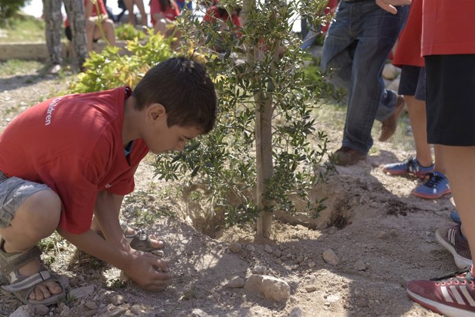 Alumnes de Primària planten una olivera en l'acte de Save the Children 