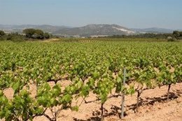 Vinyes