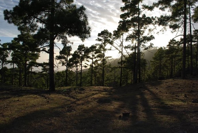 Bosc