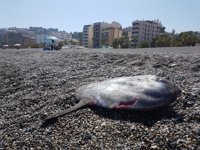Hallan un pez luna de unos 70 kilos en playa de Velilla de Almuñécar