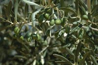 Cooperativas augura una "buena campaña" de aceita de oliva en C-LM pero estima un descenso del 10% en producción