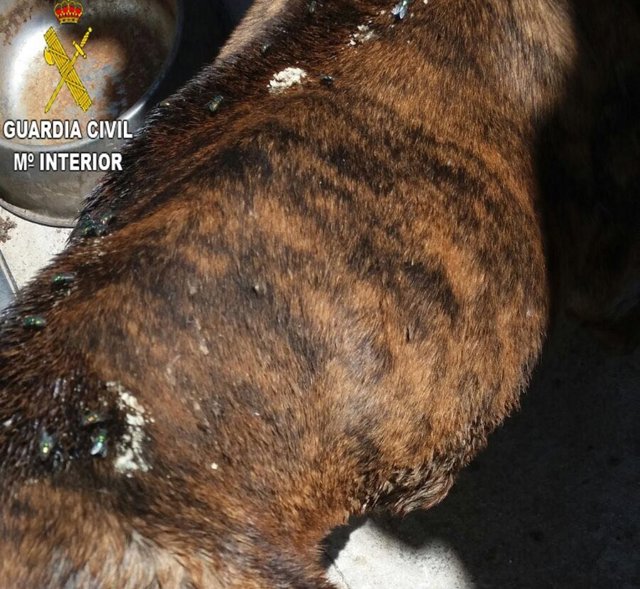Detenida una pareja por maltrato de un perro que tuvo que ser sacrificado