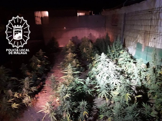 Plantación marihuana málaga policía local maqueda campanillas droga 