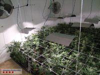 Detenidos dos hermanos tras descubrir 2.000 plantas de marihuana en Roda de Berà