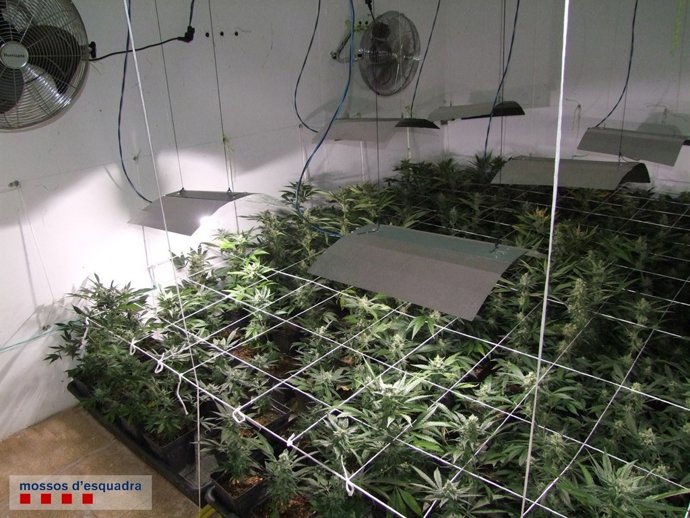 Plantació de marihuana