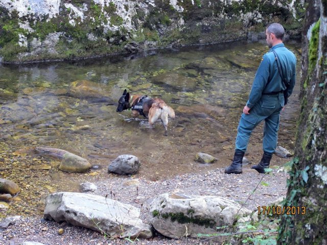 Perro buscando veneno