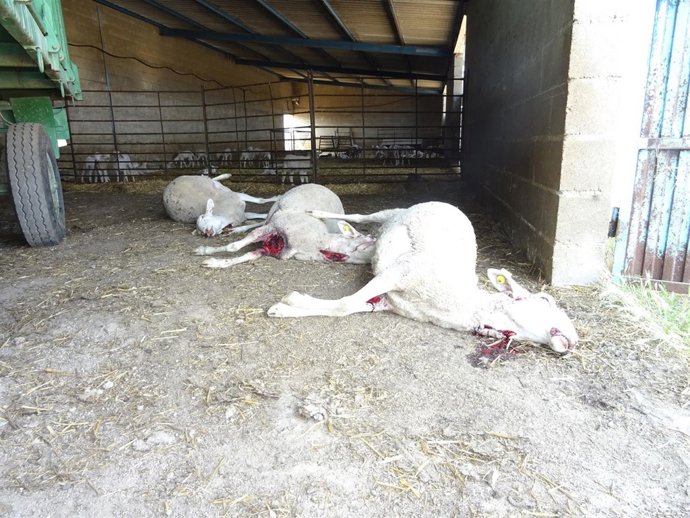 Ataque a ovejas en Encina de San Silvestre