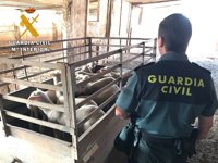 Detenidas en Córdoba 34 personas por presunto robo y comercio fraudulento de ganado ovino
