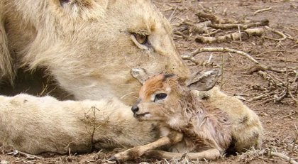 Increíble: Una leona salvaje se hace cargo de una cría de antílope recién  nacida