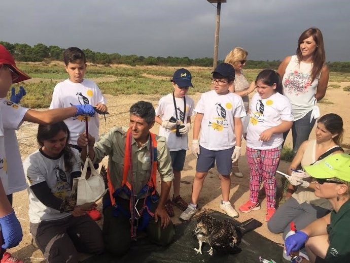 Alumnos asisten al anillamiento de águilas pescadoras en Huelva.