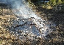Foc en el bosc