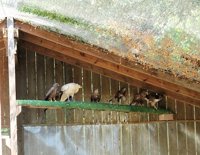 Endesa colabora en la prueba de un dispositivo antipuesta para evitar que se electrocuten aves