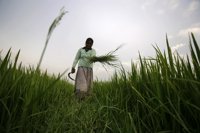 Cerca de 900.000 personas en riesgo de inseguridad alimentaria en Sri Lanka, según la ONU