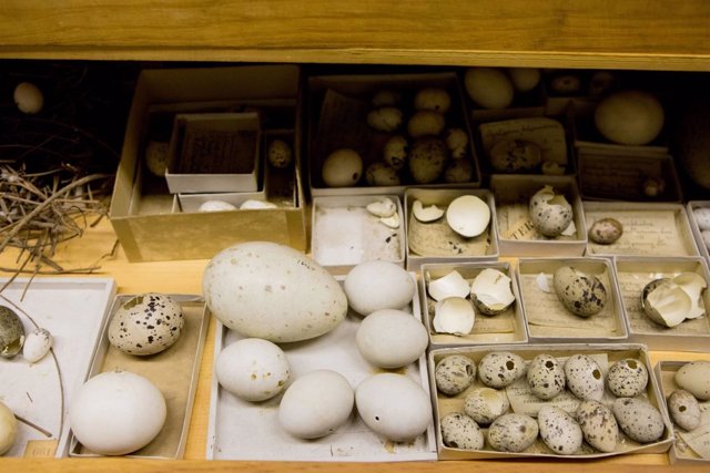 Variaciones en los huevos de aves