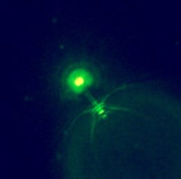 Muntatge fotogràfic que simula un virus aïllat