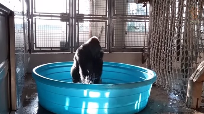 Gorila baila cuando se baña en la piscina