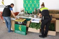 La Guardia Civil interviene 700 plantas de marihuana en Riba-roja y Montserrat