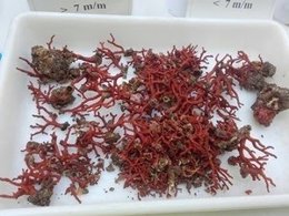 El coral vermell peix