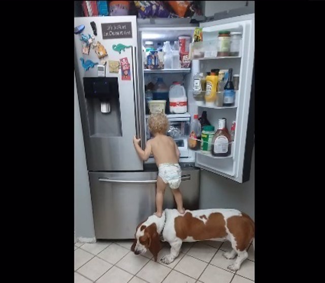 Un niño y su perro asaltan la nevera