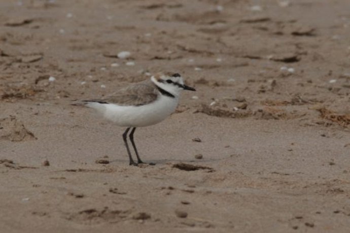 El chortilejo patinegro cría en esta épca en las playas y zonas dunares