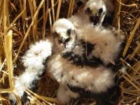 Podemos insta a la Junta a retrasar la eliminación de cubierta vegetal para favorecer el hábitat del aguilucho cenizo