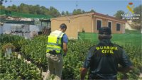 Seis detenidos por cultivar más de 2.200 plantas de marihuana en una finca de El Campello