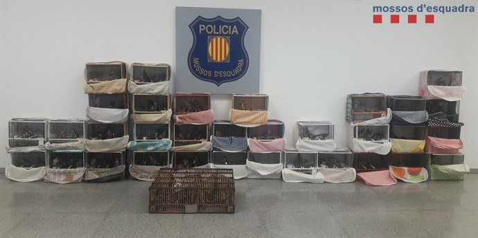 Les gàbies dels 116 ocells requisats pels Mossos