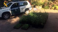 Desmantelada una plantación de marihuana 'indoor' de alto rendimiento en Cerro Muriano (Córdoba)