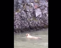 Oso atrapado en la corriente de un río