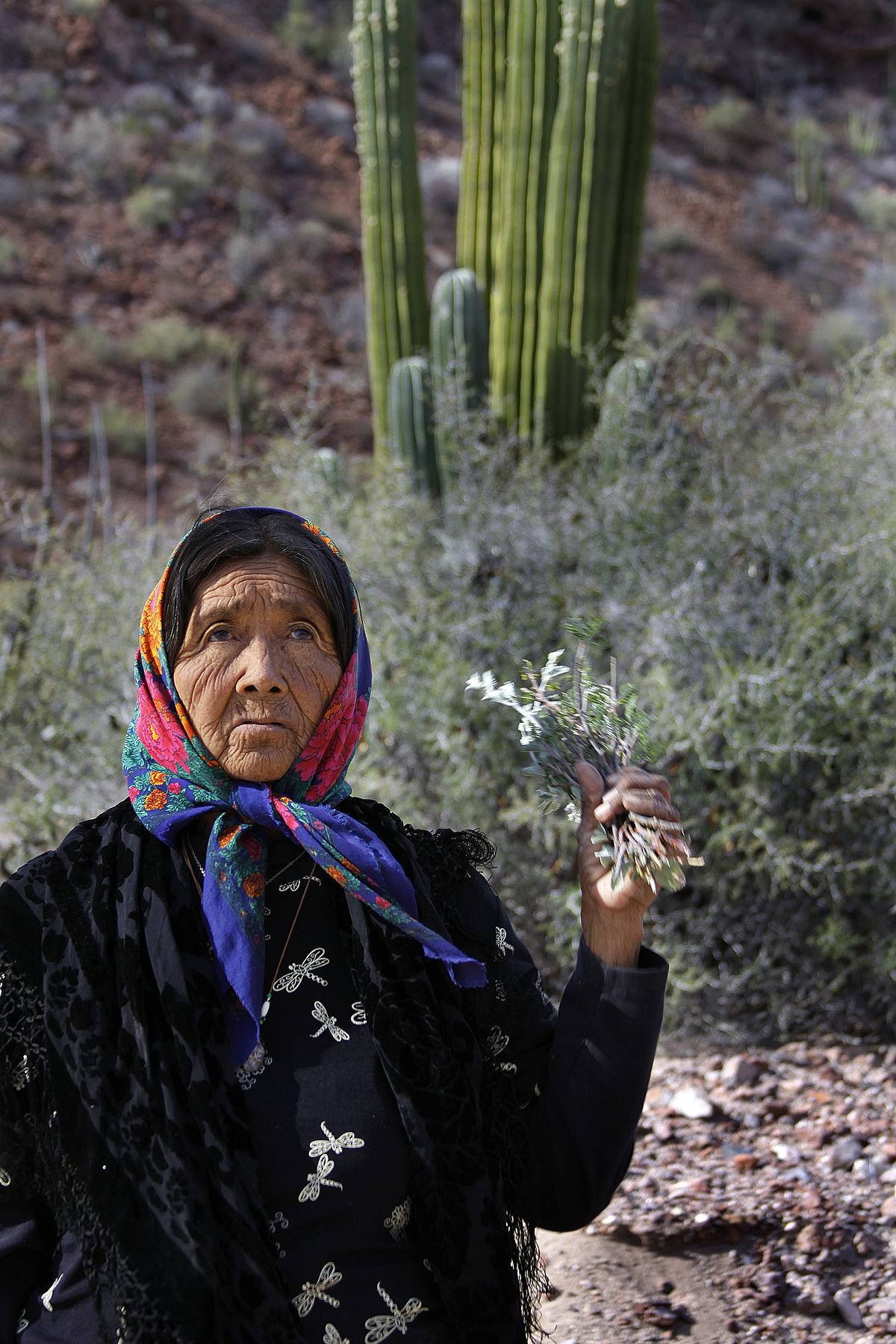 Conoce más sobre la tribu Seri de México