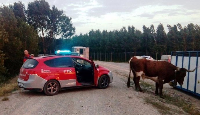 Tres vacas se escaparon en Castejón.