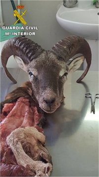Hallan una cabeza de muflón facturada en una maleta en el aeropuerto de Alicante