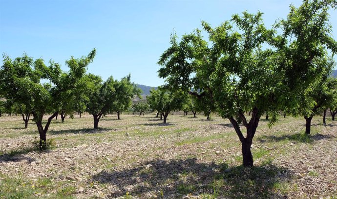 Frutales de hueso