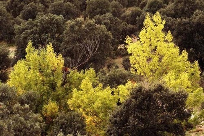 Arboles en la localidad