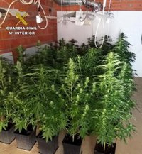 Detenida una persona e incautadas 42 plantas de marihuana en Villarrubia de los Ojos