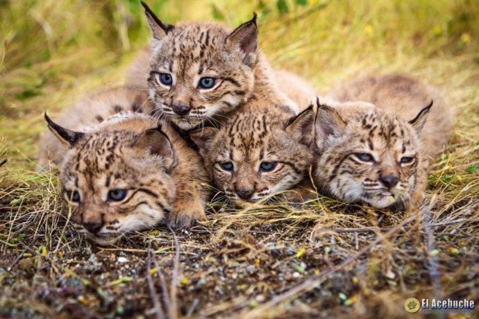 Linces ibéricos en el centro de El Acebuche. 