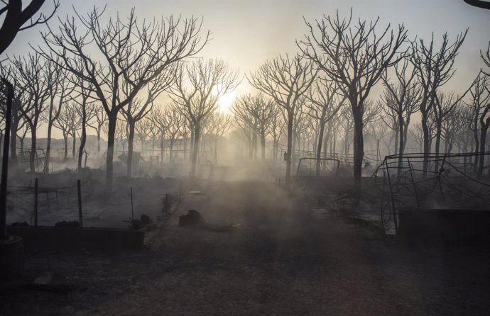 Incendio forestal en Moguer (Huelva)