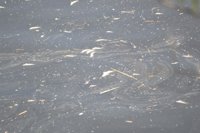 La alcaldesa de Córdoba exige una sanción "contundente" por el vertido de orujo